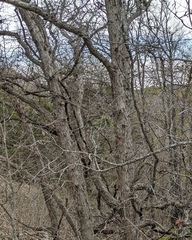 Quercus sinuata