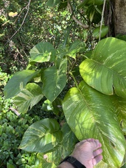 Epipremnum aureum