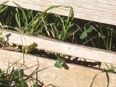 Phoenicolacerta troodica