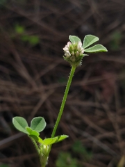 Trifolium striatum