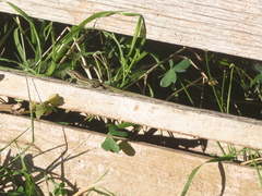 Phoenicolacerta troodica