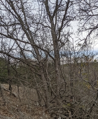 Quercus sinuata