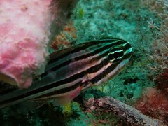 Ostorhinchus limenus