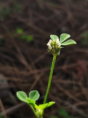 Trifolium striatum
