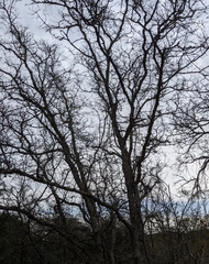 Quercus sinuata