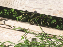 Phoenicolacerta troodica