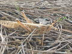 Schistocerca gregaria