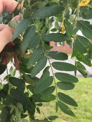Gleditsia triacanthos inermis