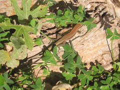 Phoenicolacerta troodica