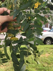 Gleditsia triacanthos inermis