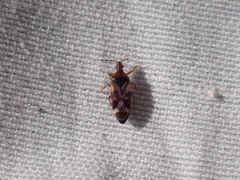 Anthocoris