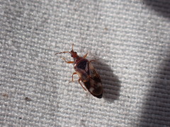 Anthocoris