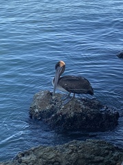 Pelecanus occidentalis