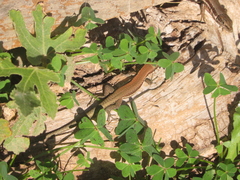 Phoenicolacerta troodica