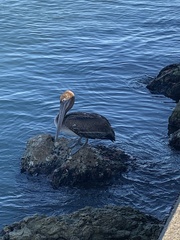 Pelecanus occidentalis