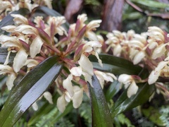 Maxillaria embreei