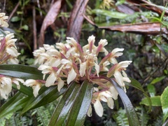 Maxillaria embreei