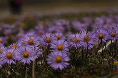 Erigeron heterochaeta