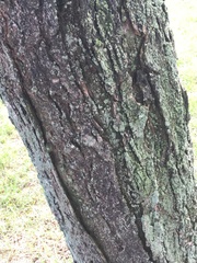 Gleditsia triacanthos inermis