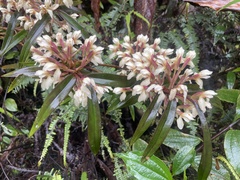Maxillaria embreei