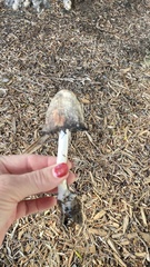 Coprinus comatus