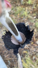 Coprinus comatus