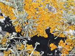 Xanthoria aureola
