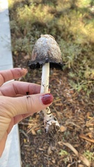 Coprinus comatus