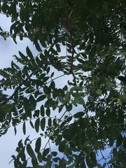 Gleditsia triacanthos inermis