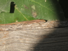 Phoenicolacerta troodica