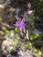 Thelymitra pulchella