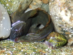 Coryphoblennius galerita