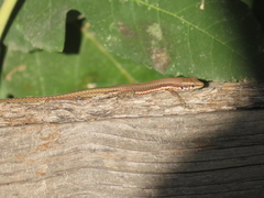 Phoenicolacerta troodica