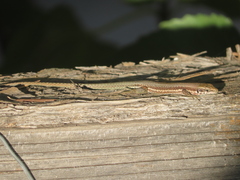 Phoenicolacerta troodica