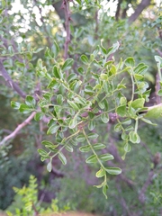 Zanthoxylum capense