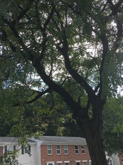 Gleditsia triacanthos inermis