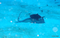 Caranx ruber