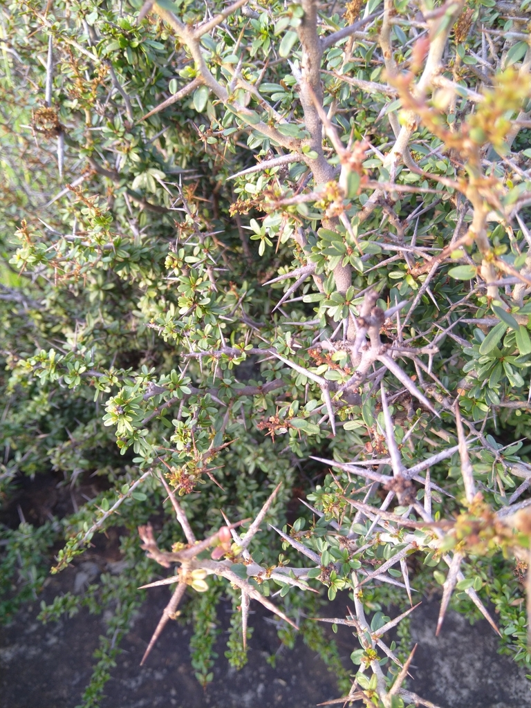 Hedge Spikethorn