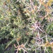 Hedge Spikethorn - Photo (c) Kyle Campbell, some rights reserved (CC BY-ND), uploaded by Kyle Campbell