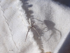 Uloborus walckenaerius