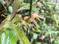 Maxillaria montezumae