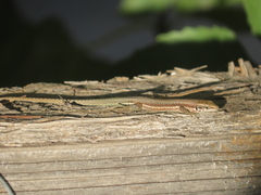 Phoenicolacerta troodica