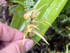 Maxillaria montezumae