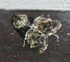 Orthaga atribasalis