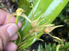 Maxillaria montezumae