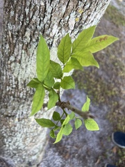 Fraxinus caroliniana