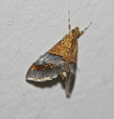 Tetracona amathealis