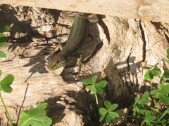 Phoenicolacerta troodica