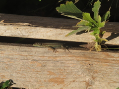 Phoenicolacerta troodica