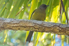 Anthornis melanura